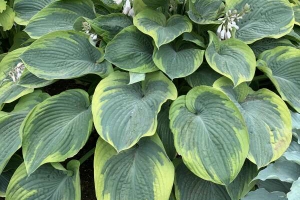 Terms of Endearment, Hosta 